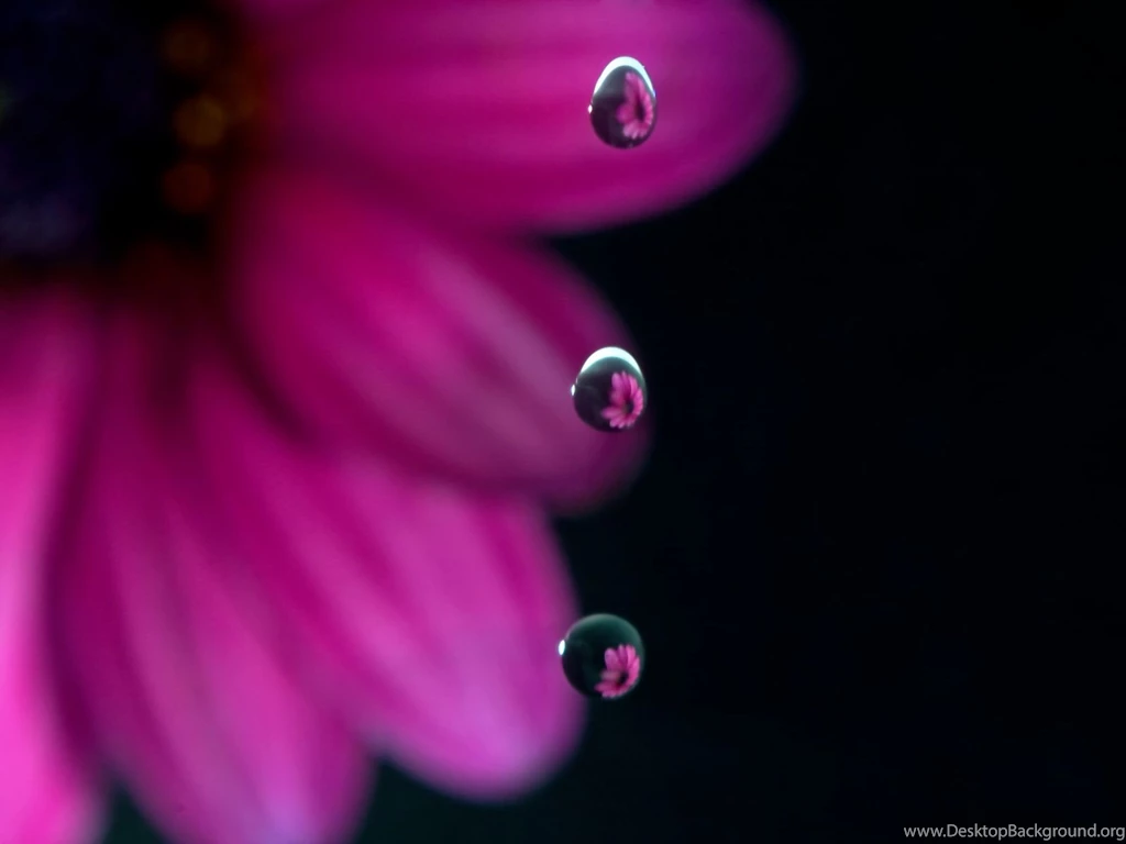 Flowers In Drops Wallpapers