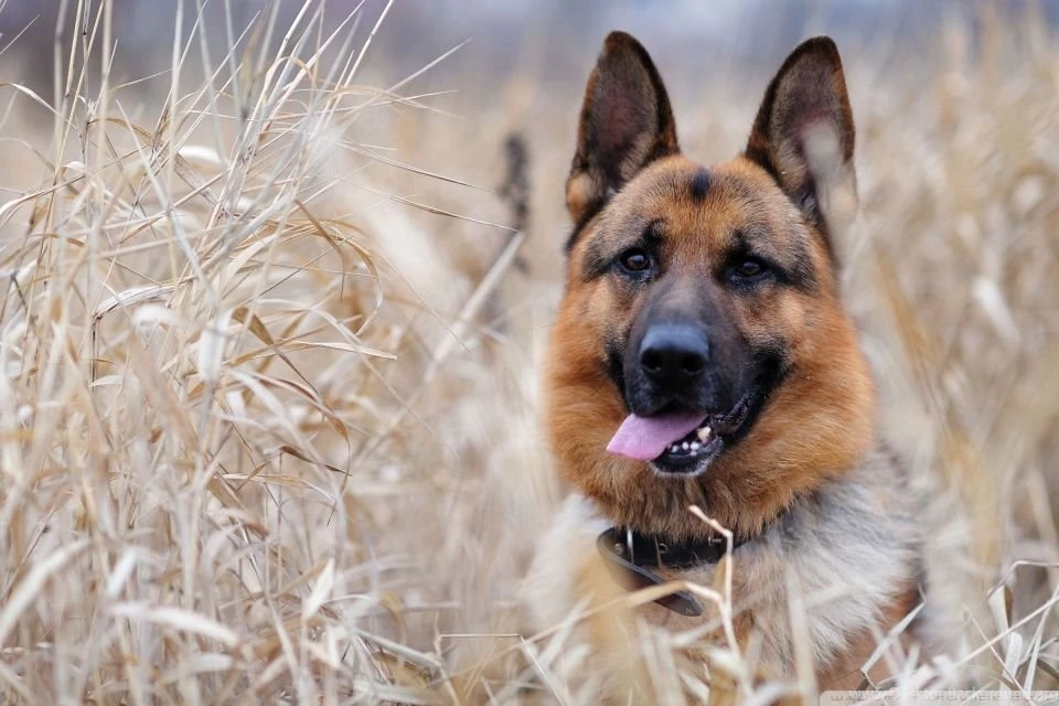 German Shepherd HD Desktop Wallpapers : High Definition ...