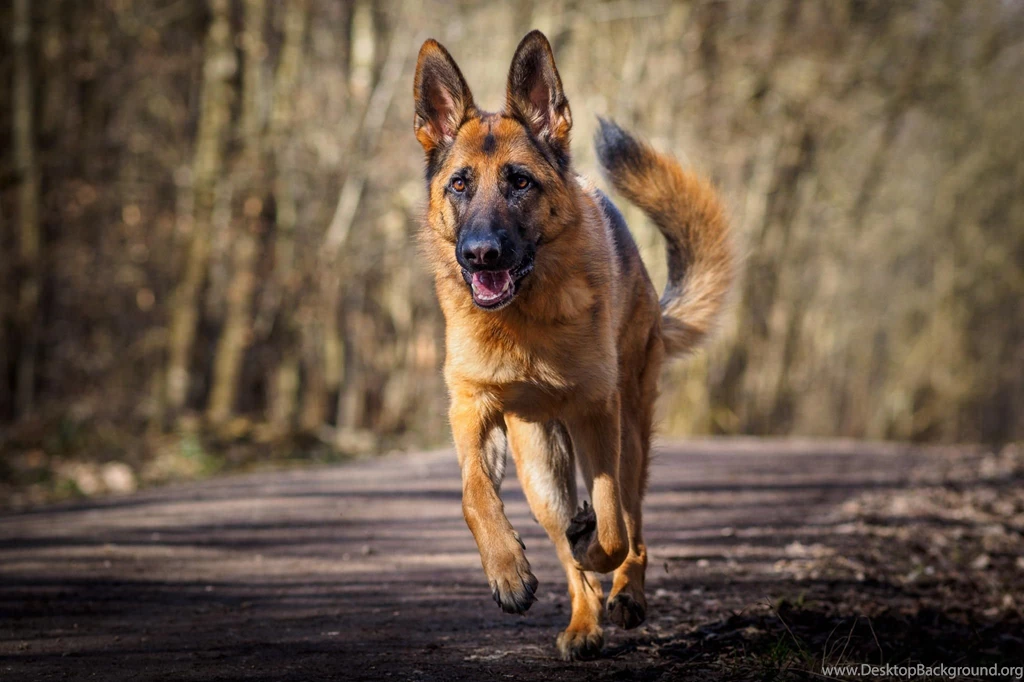 German Shepherd New Wallpapers And Images Free