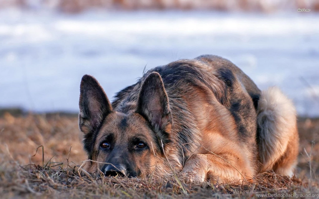 German Shepherd Wallpapers Animal Wallpapers