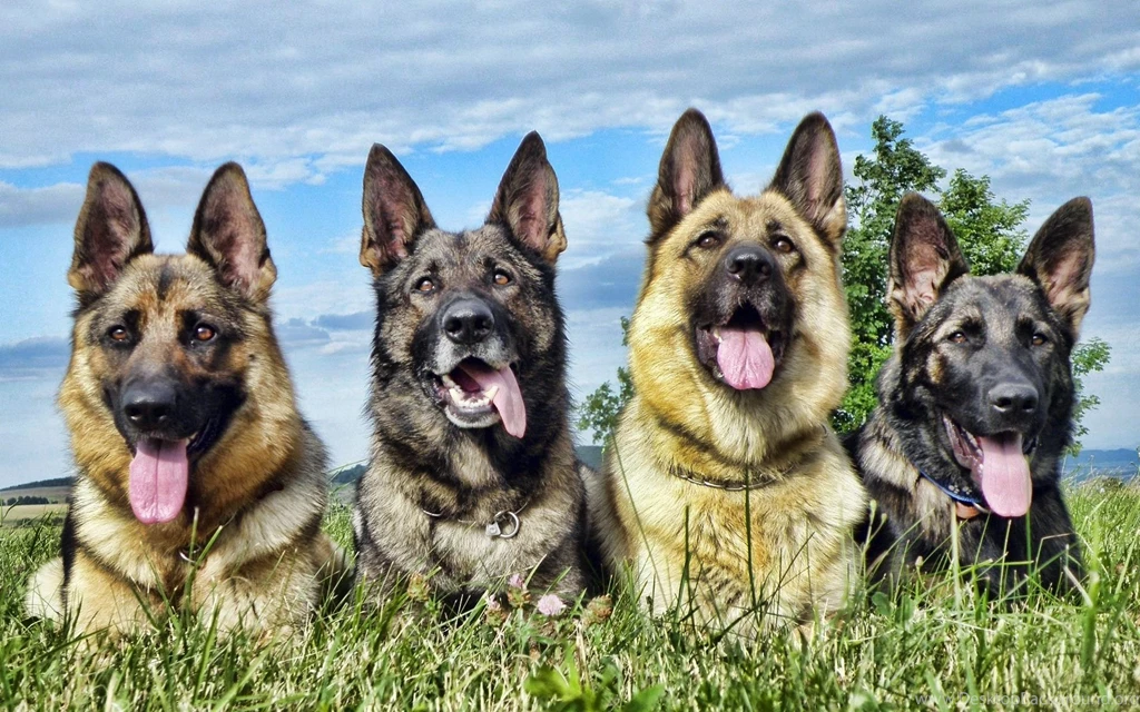 116 German Shepherd HD Wallpapers