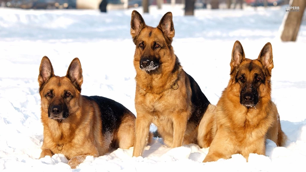 German Shepherds In The Snow Wallpapers Animal Wallpapers