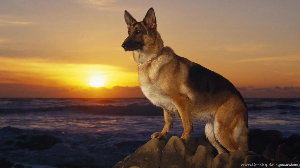German Shepherd Dog At Sunset Wallpapers And Images Wallpapers ...
