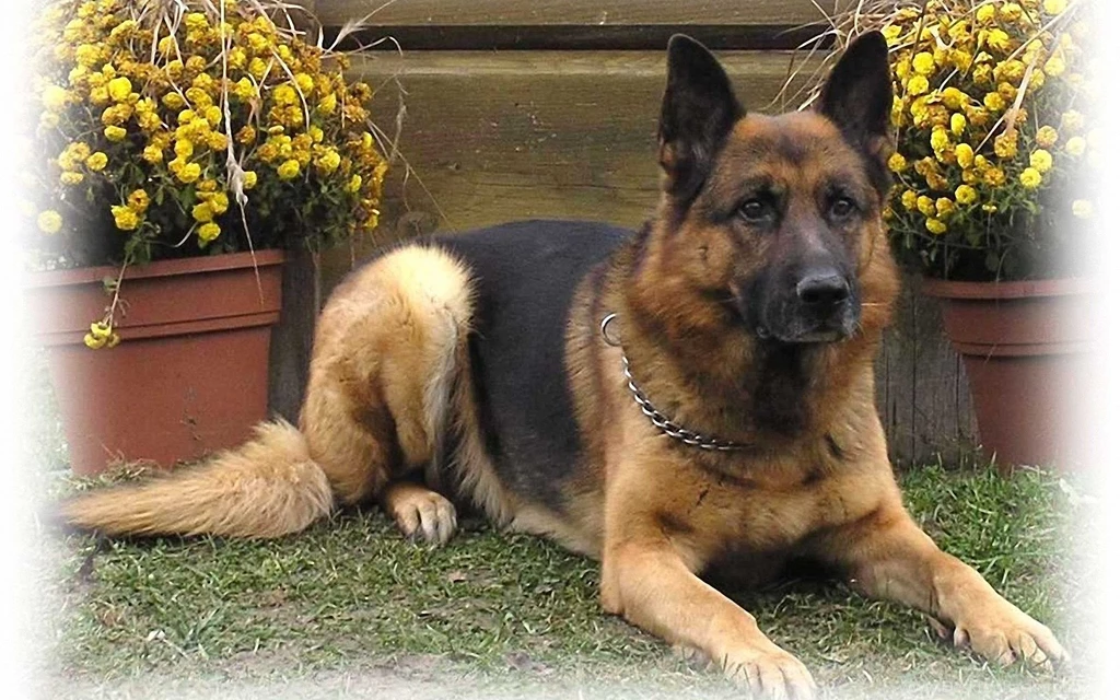 German shepherd puppy