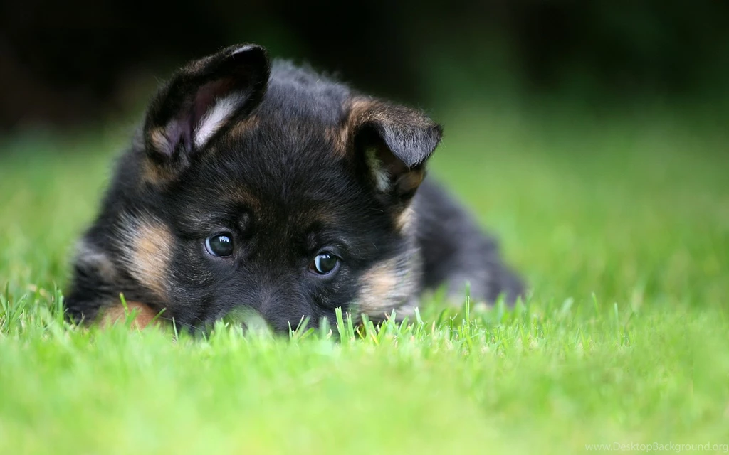 German Shepherd Wallpaper.
