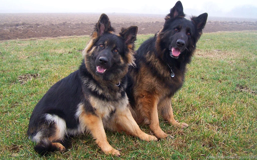 German Shepherd Computer Wallpapers, Desktop Backgrounds ...