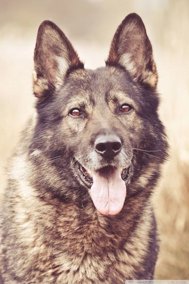 German Shepherd Dog HD Desktop Wallpapers : High Definition ...
