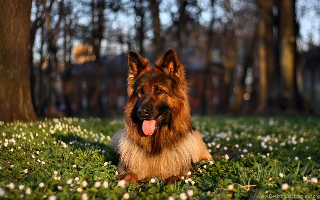 Beautiful German Shepherd Wallpapers 830 1920 X 1200 ...