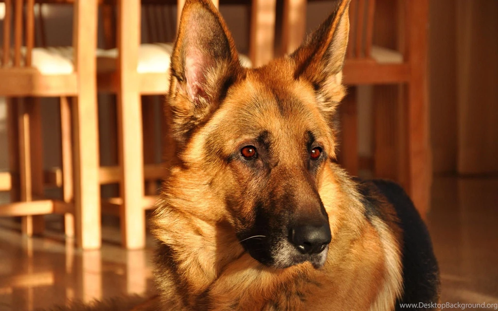 German Shepherd Wallpapers