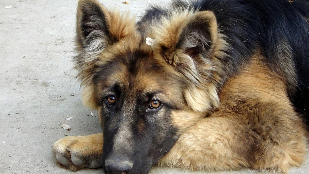 Tagme Animals Dogs German Shepherd Wallpapers (
