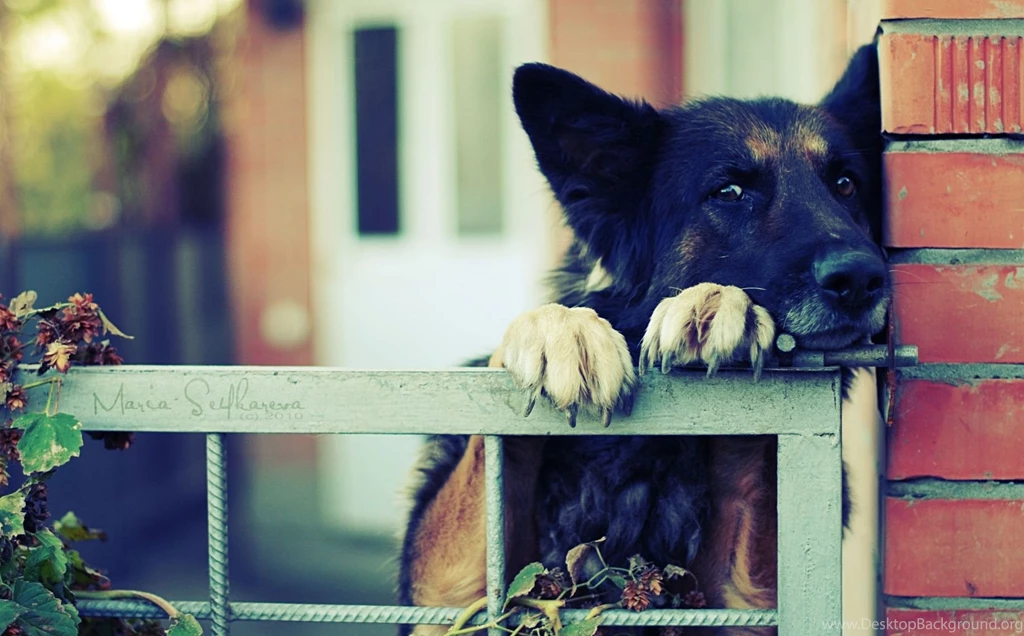 German Shepherd Computer Wallpapers, Desktop Backgrounds ...