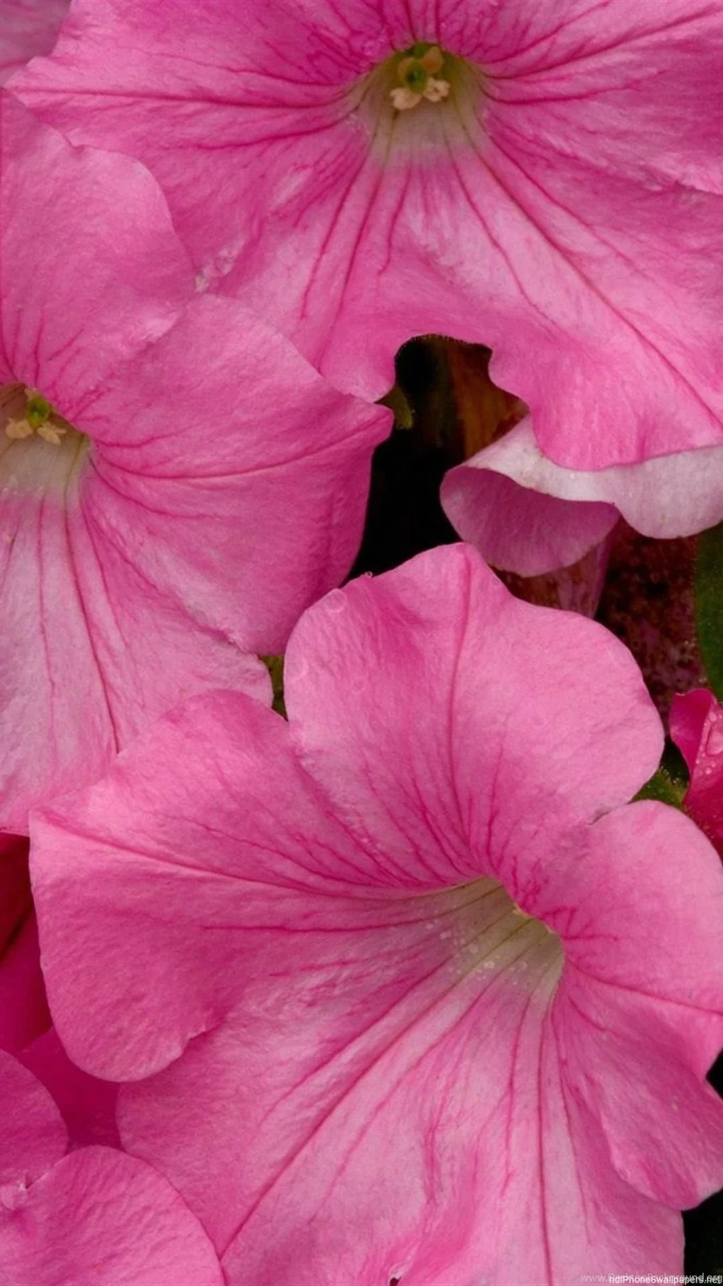 Pink iPhone 6 Wallpapers HD And Pink iPhone 6 Plus Wallpapers ...