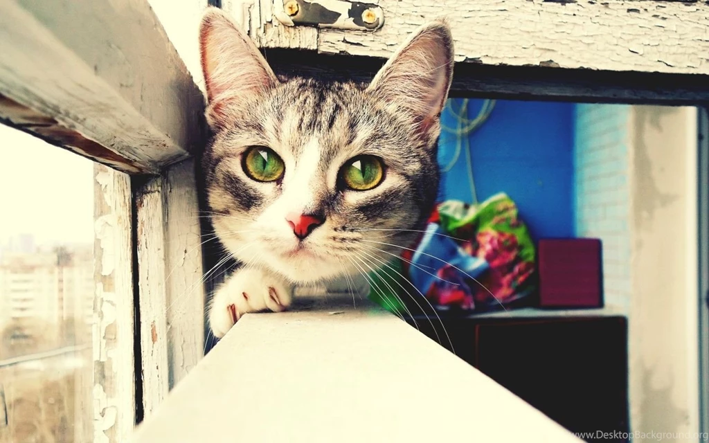 1280x800 Cute Cat Desktop PC And Mac Wallpapers