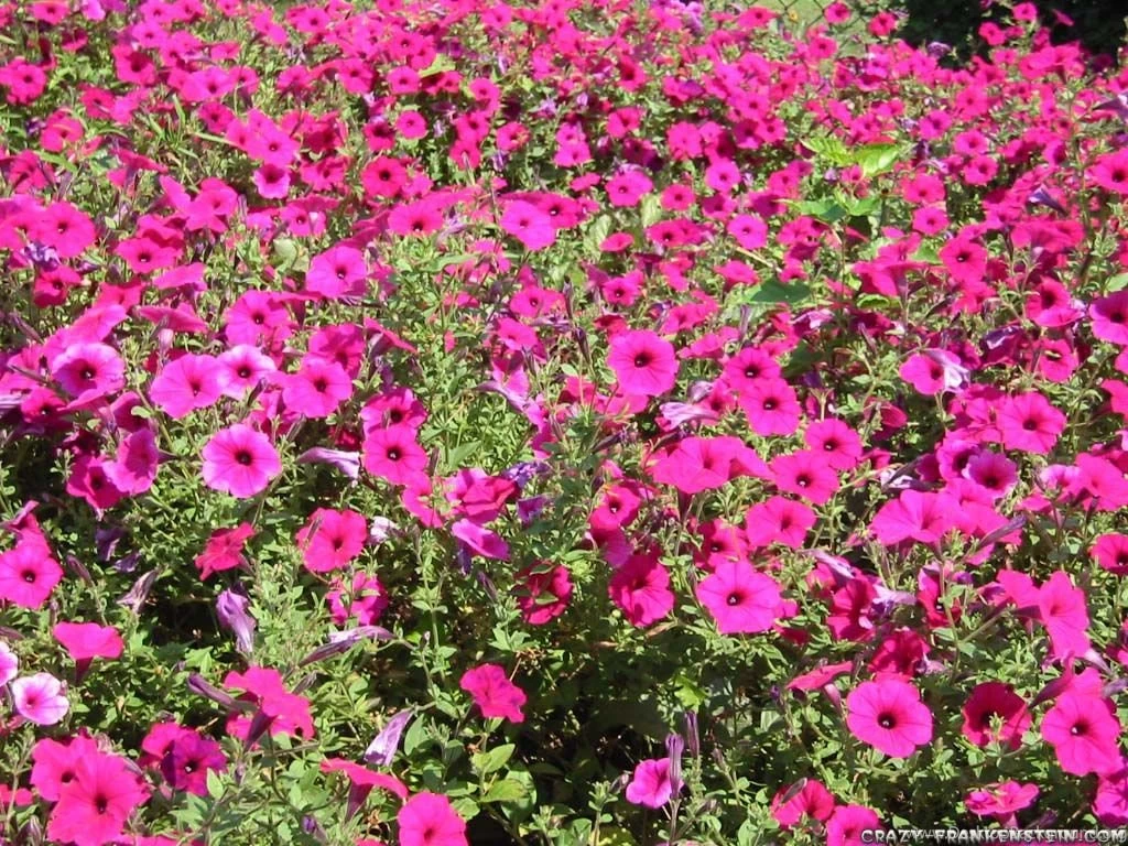 Petunias Flower Wallpapers Crazy Frankenstein
