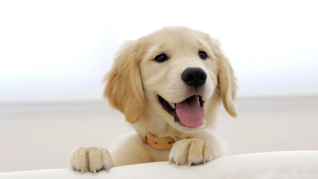 Wallpaper: Cute, Golden Retriever, Dog, Puppy, Muzzle Wallpapers