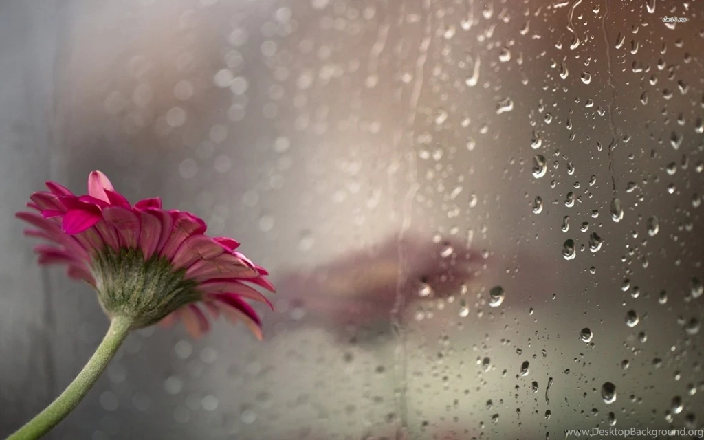 Rain Wallpapers Hd Rain Wallpapers
