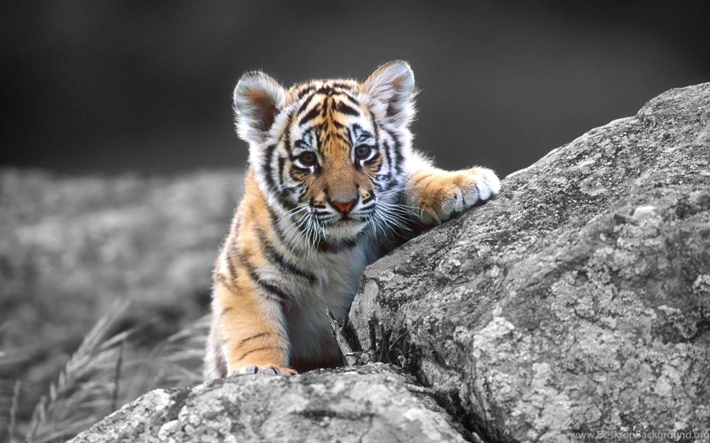 Pictures Of Baby Tigers And Wallpapers Download