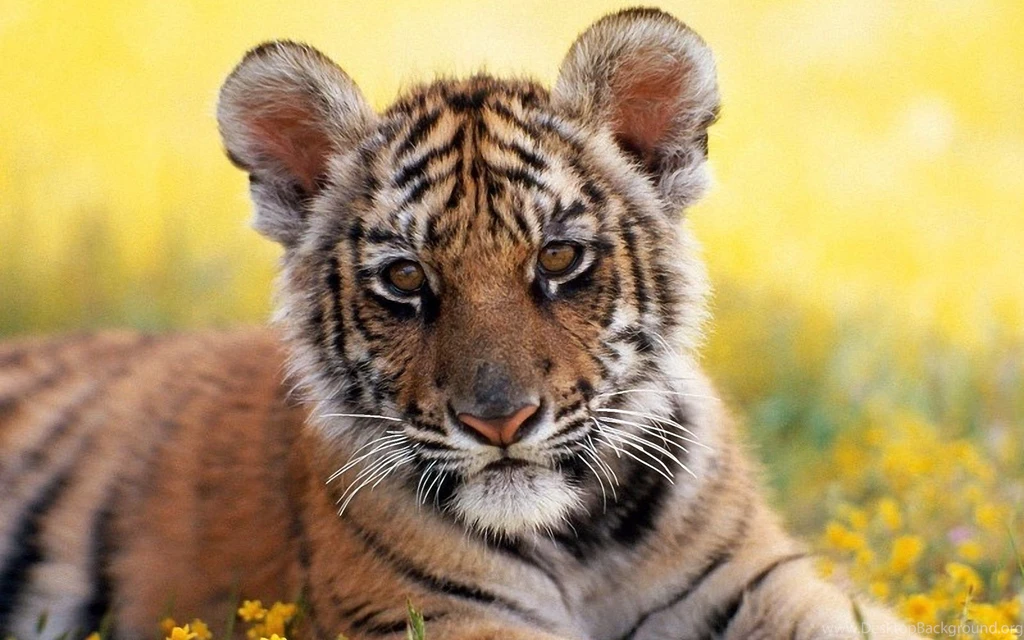 Tiger HD Wallpapers   Like The White Siberian Or From India.