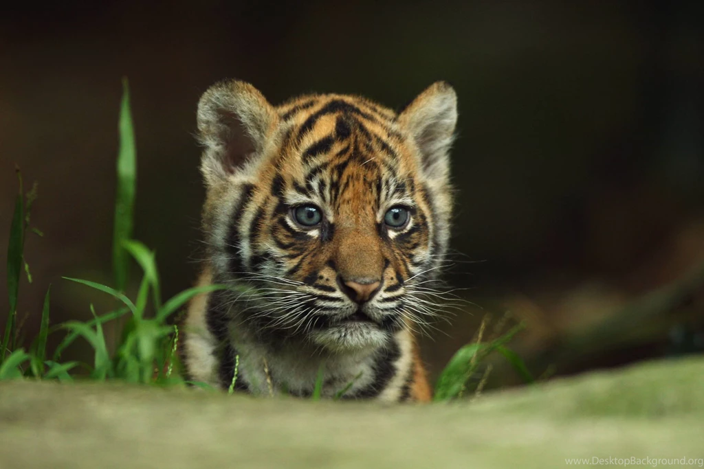 Baby Tiger Free Download HD Wallpapers Attachment 6760   Amazing ...