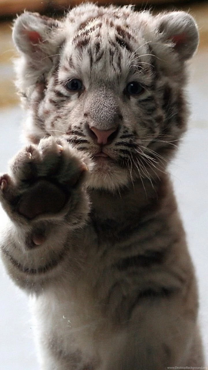 White Baby Tiger Galaxy S3 Wallpapers (720x1280)