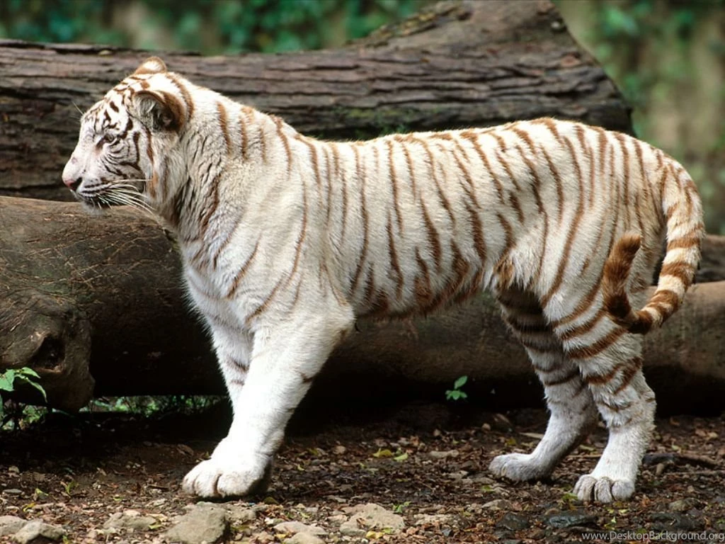 White Tiger Wallpapers   HD Wallpapers Lovely
