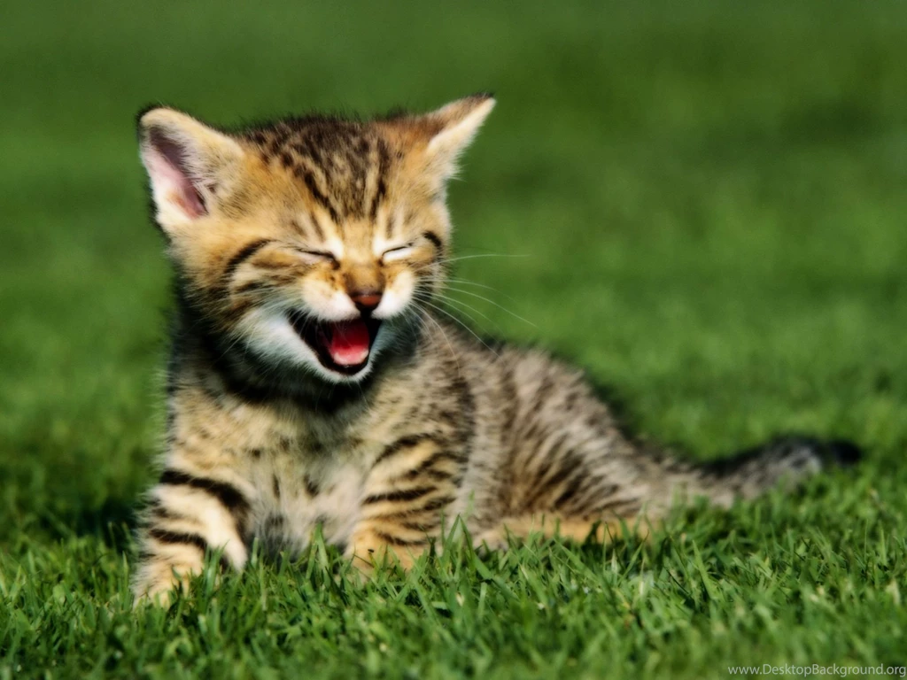 Baby Tiger Awesome Wallpapers Attachment 6817 Amazing Wallpaperz