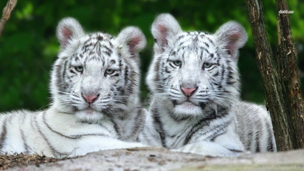 Download White Tiger Cub Pictures Hd Wallpapers Pretty Desktop Background