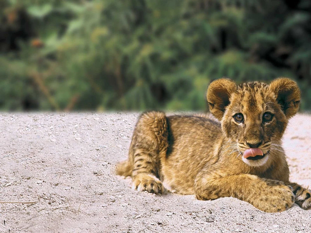 Baby Tiger Hd Wallpapers For Pc 6810 Amazing Wallpaperz Desktop