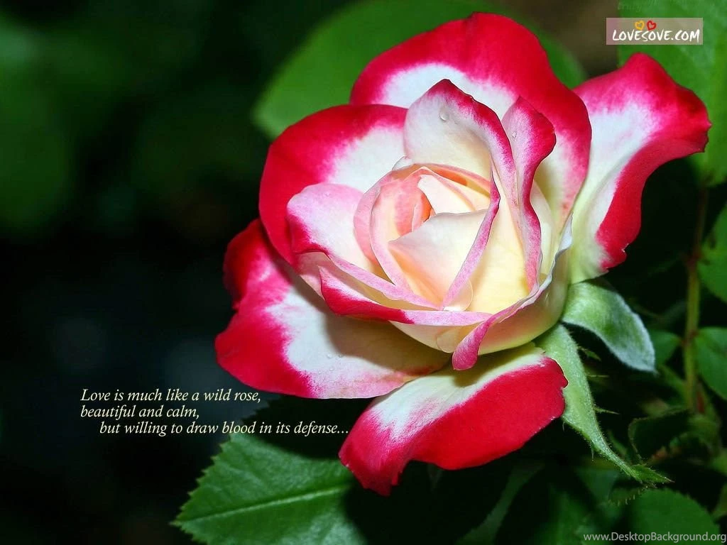 Girl boy love wallpapers