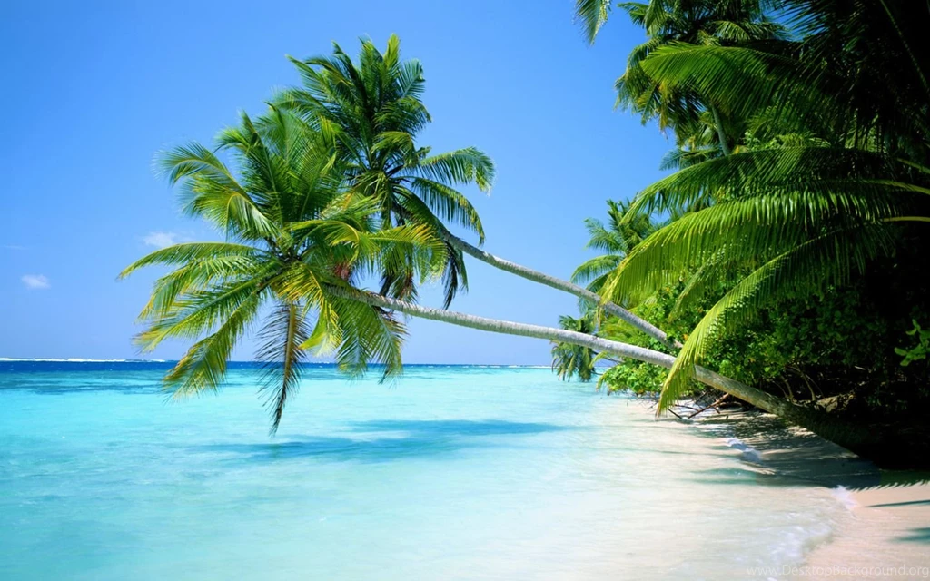 Tropical Beach Backgrounds