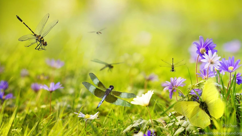 Gardens HD Wallpapers