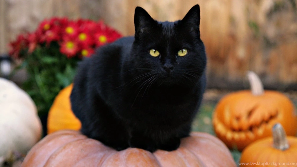 Halloween Black Cat Pictures   Wallpapers HD Wide
