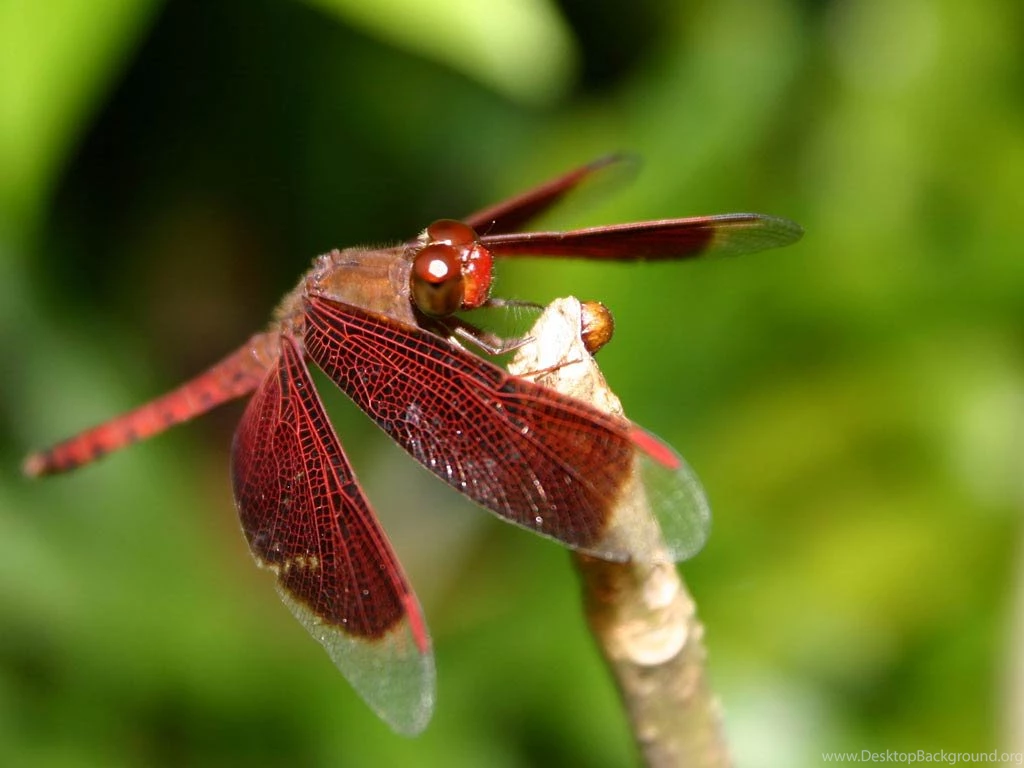 Free Dragonfly Wallpapers Download   Animals Town