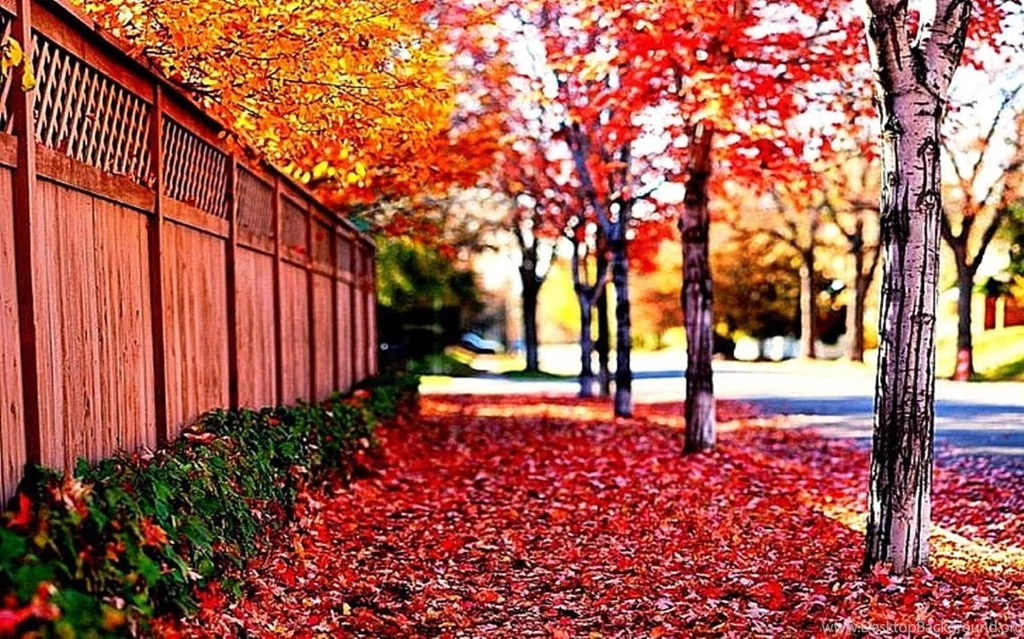 Wallpaper for android Phone wallpapers.jpg