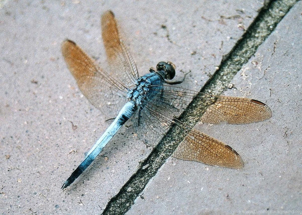 Dragonfly Wallpapers