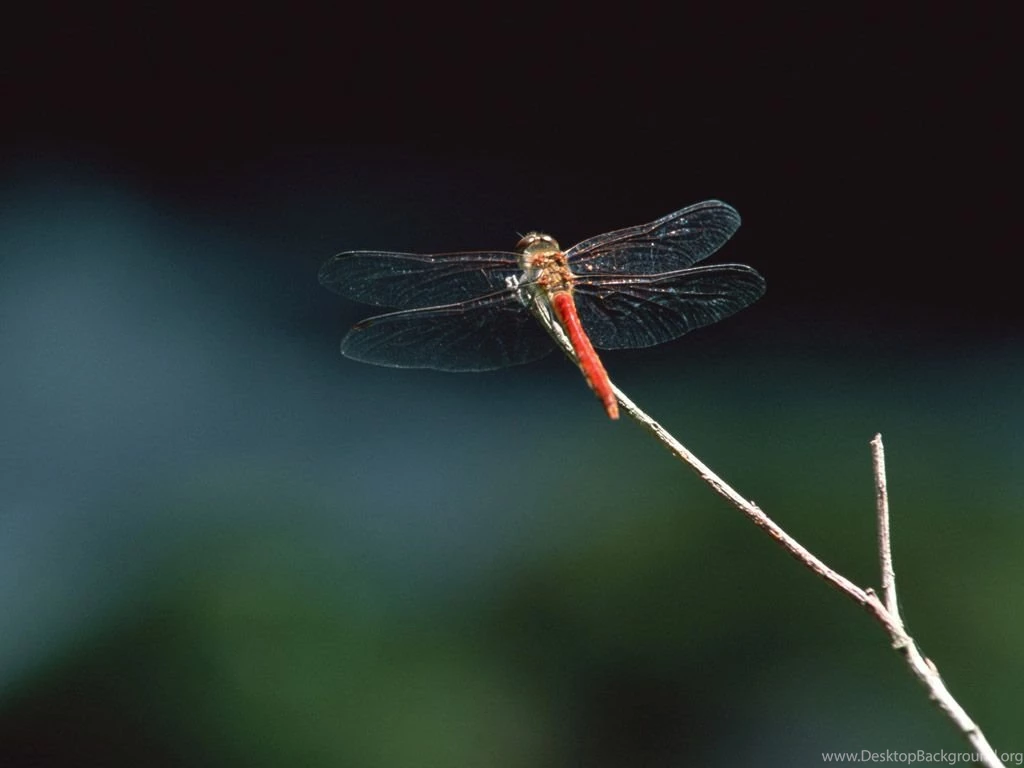 Close up Of Dragonflies   Dragonfly Wallpapers 1024x768 NO.10 ...