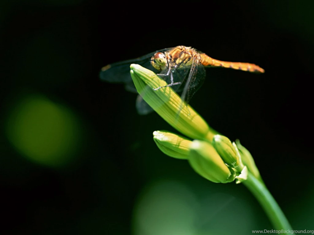 Close up Of Dragonflies   Dragonfly Wallpapers 1600x1200 NO.6 ...