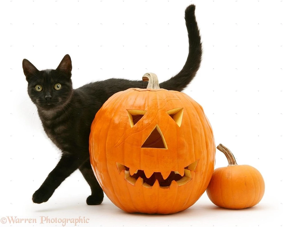 Black Cat And Pumpkin Picture Hd Halloween Black Cat Pumpkin ...