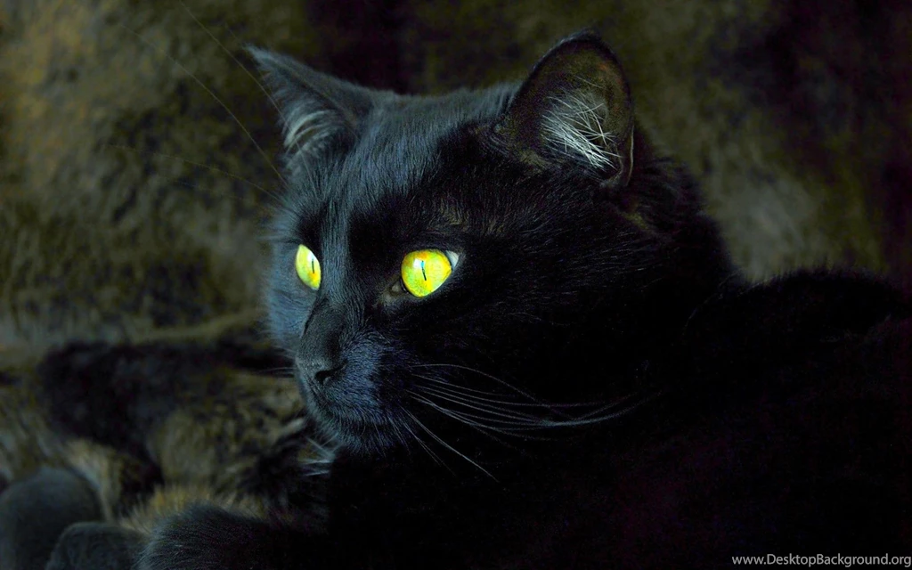 Cats: Countdown Halloween Black Cat Symbol Full HD Animal ...