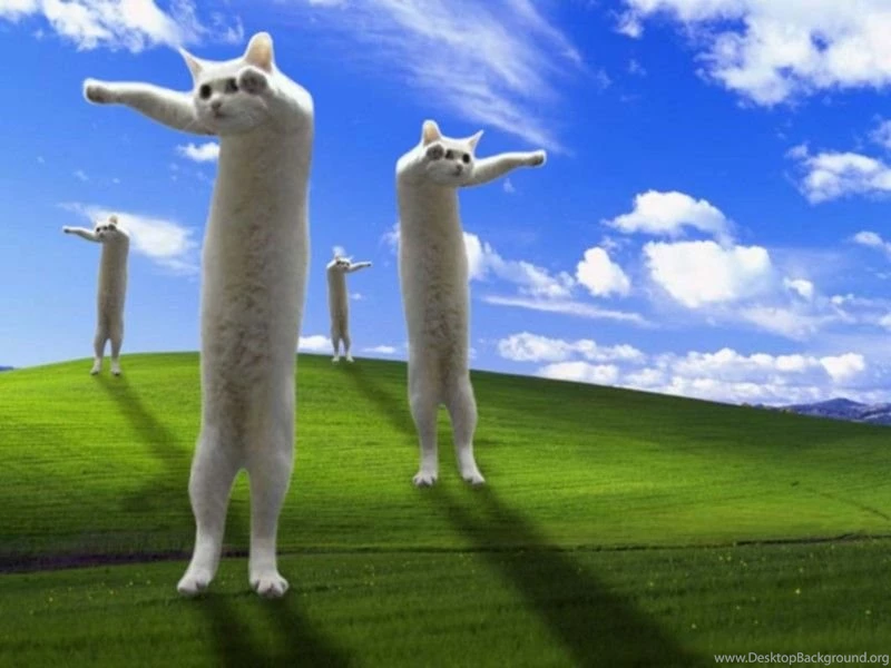 Cats: Longcat Invades Desktop Explosion Epic Field Awesome Desktop ...