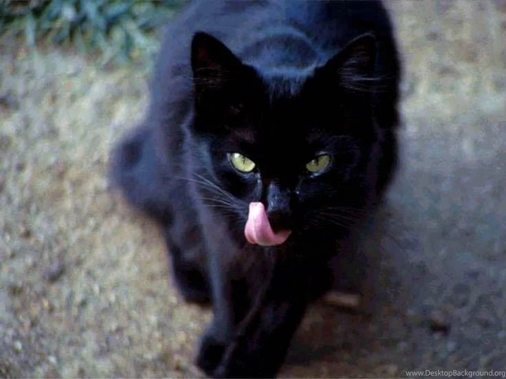 Black Cat Wallpapers
