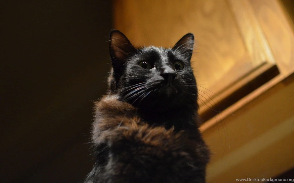 Welcome Haunted House Animal Black Cat Halloween Pisici Cats ...