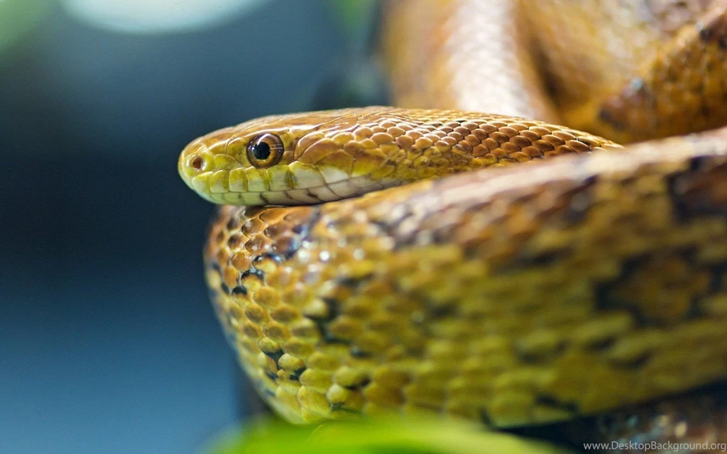 Ball Python Wallpapers