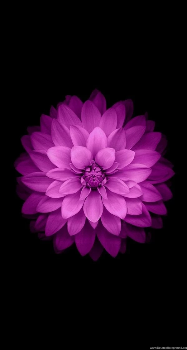 Download All The Latest IOS 8 Wallpapers For iPhone And IPad!