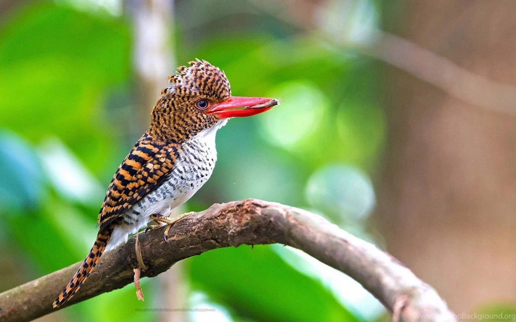 Beautiful Birds Wallpapers Free Download
