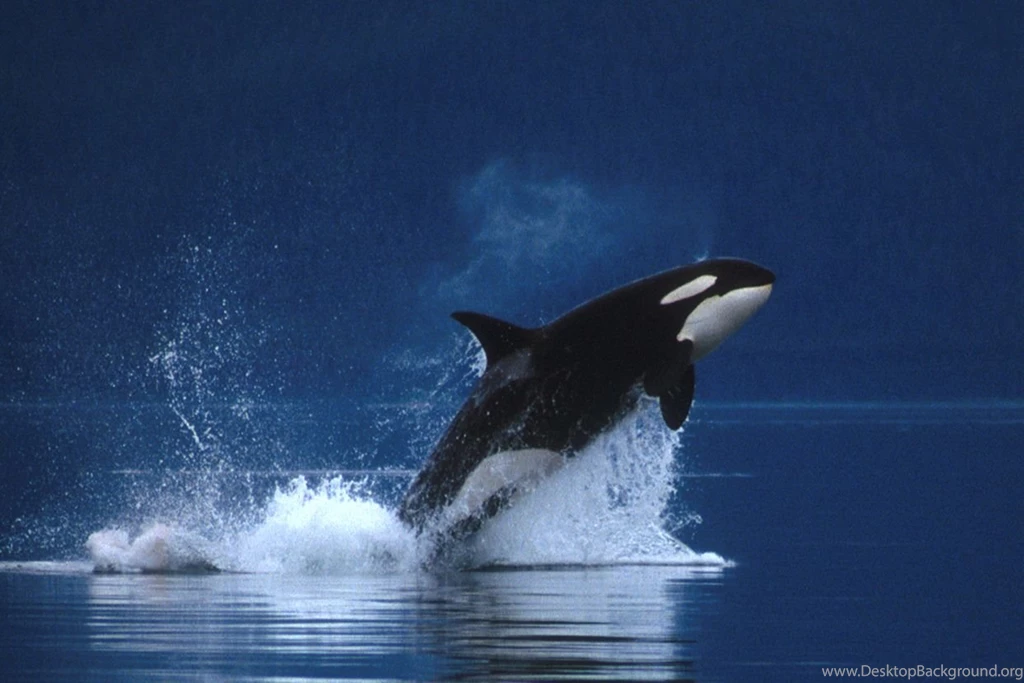 Killer Whale (Orca) Wallpapers Animals Town