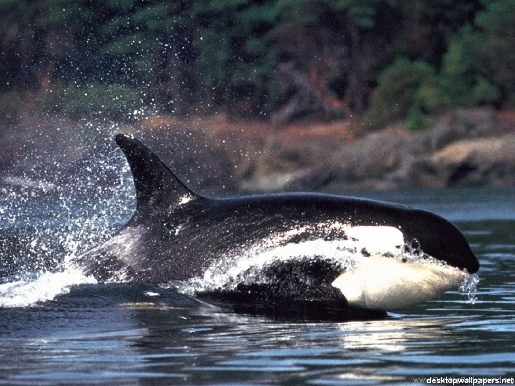Killer Whale At DesktopWallpapers.net