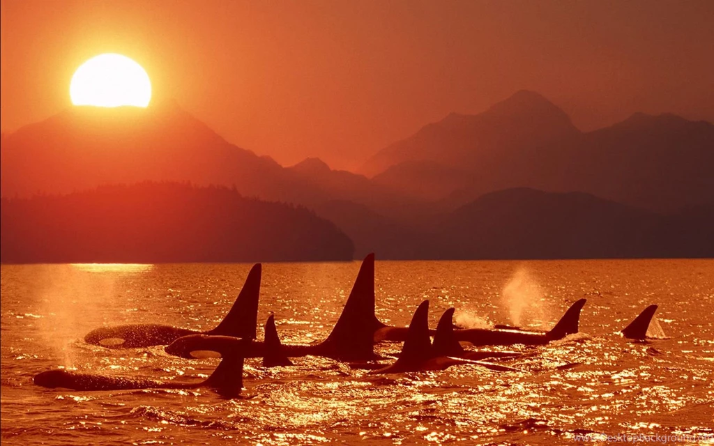 Humpback Whale Wallpapers 198029