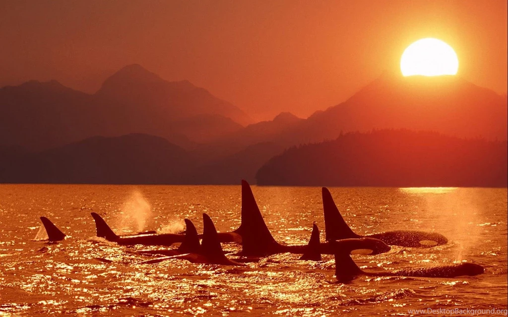 Orca Killer Whale Jumping Out Of The Water