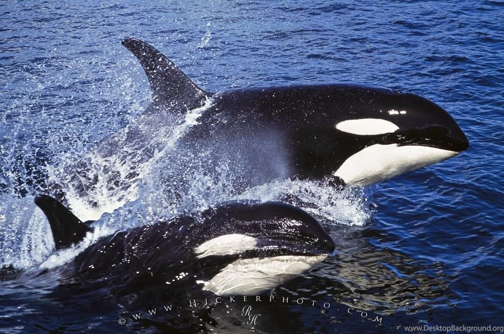 Orca Whale Photos